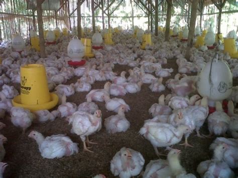 Tips Pemilihan Ayam Hias Yang Sehat